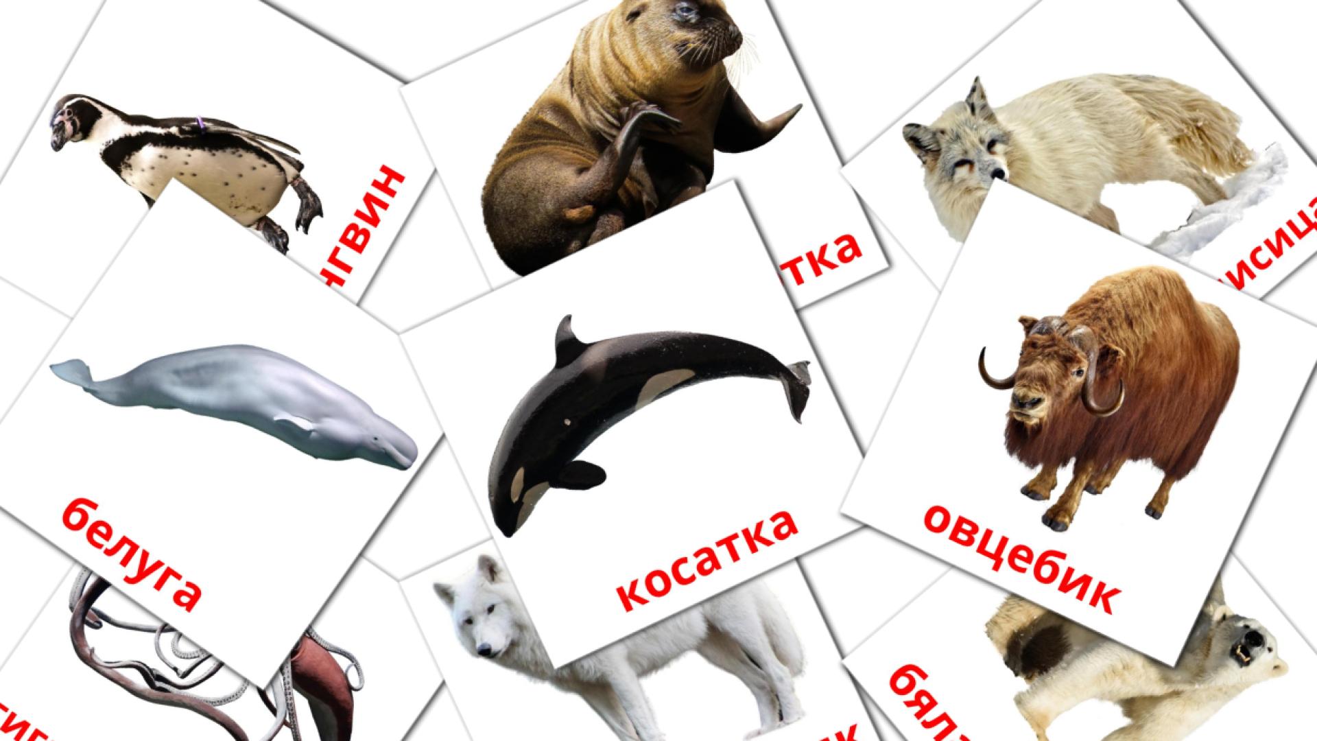 14 Flashcards de Арктически животни