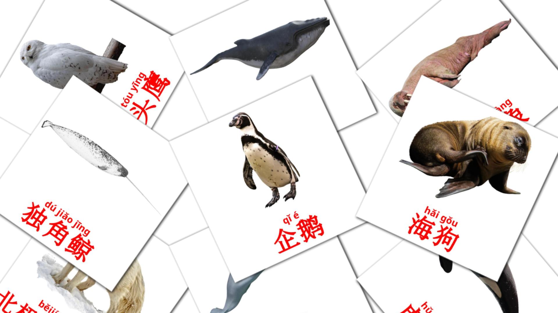14 tarjetas didacticas de 北极动物