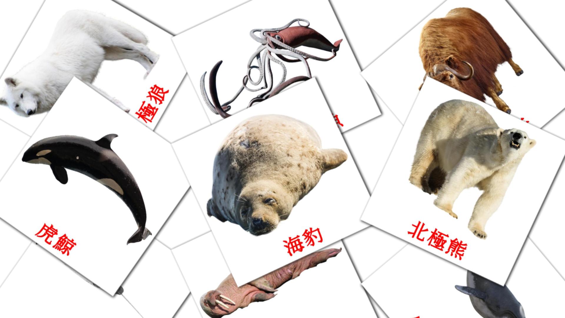 14 Flashcards de 極地動物