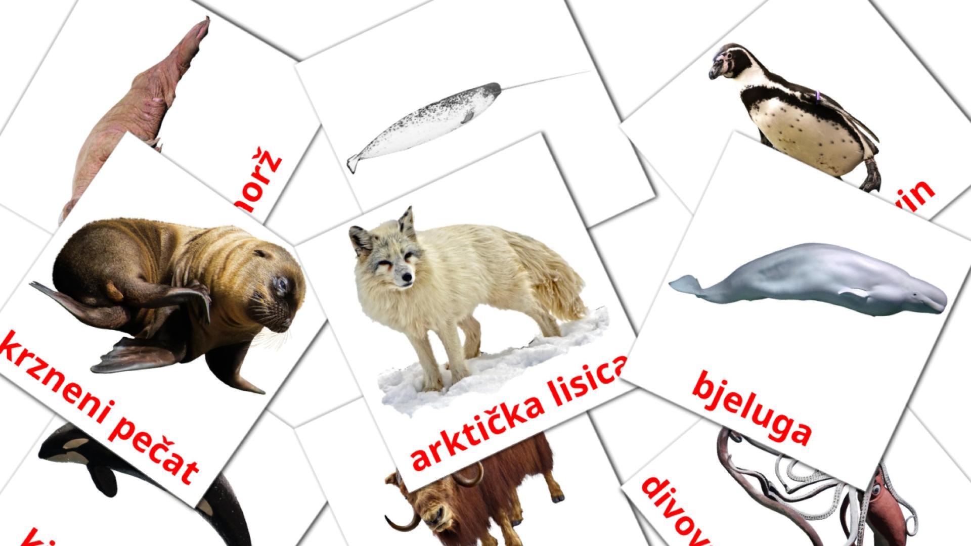 14 tarjetas didacticas de Arktičke životinje