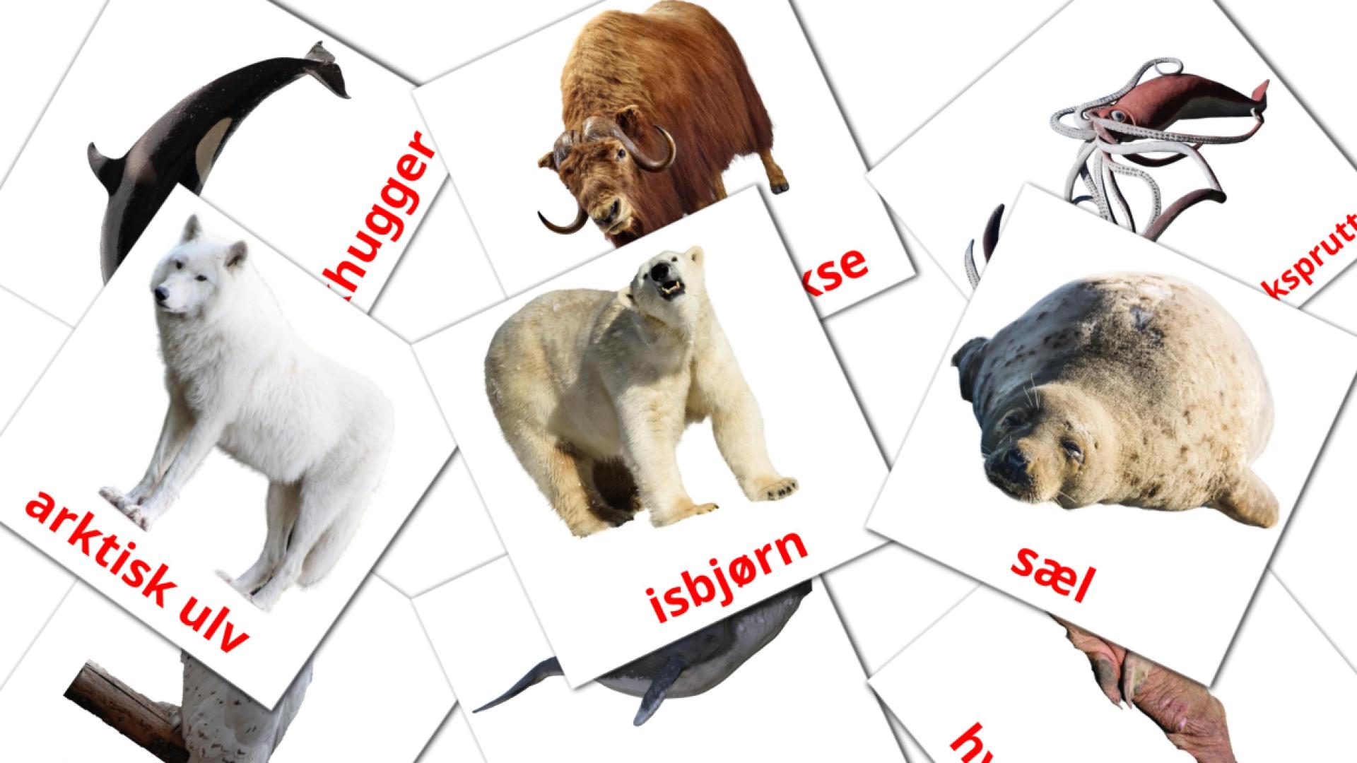 14 Flashcards de Arktiske dyr