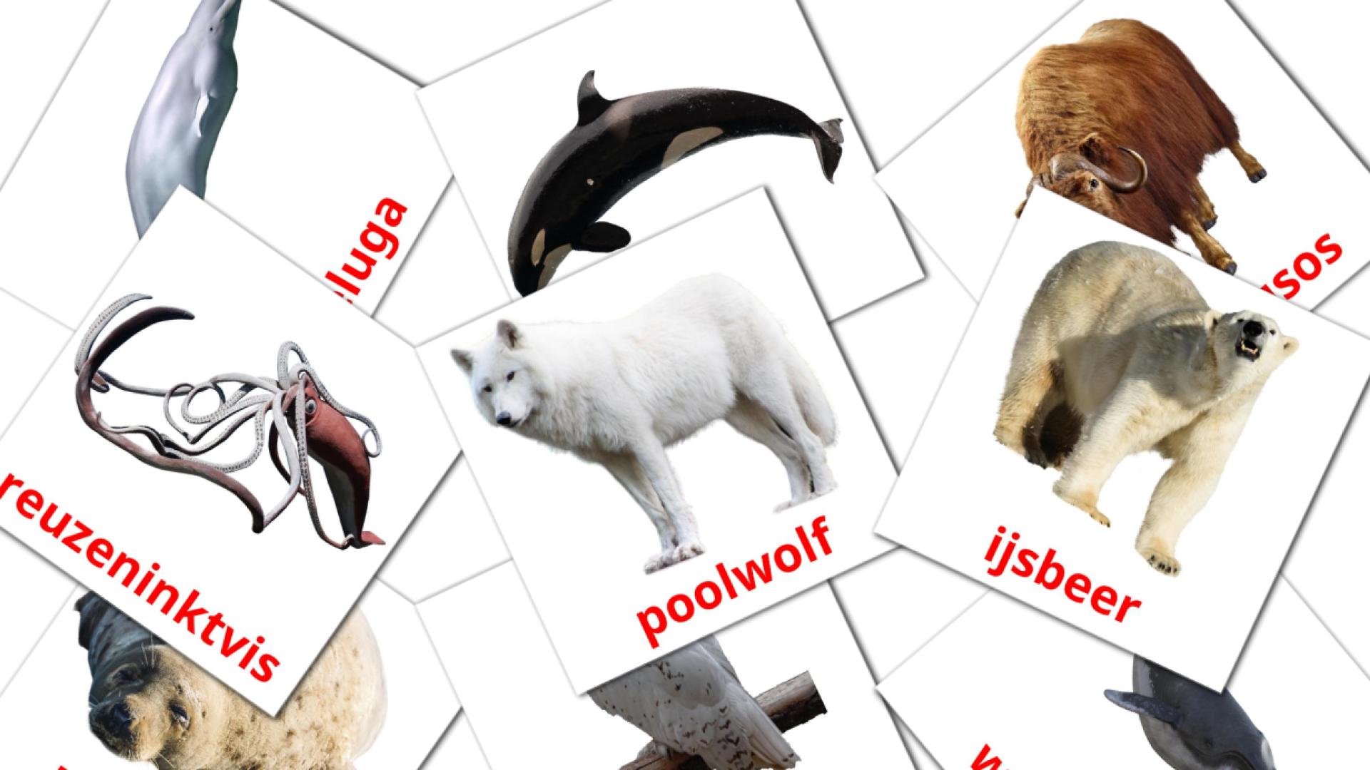 14 tarjetas didacticas de Arctische dieren