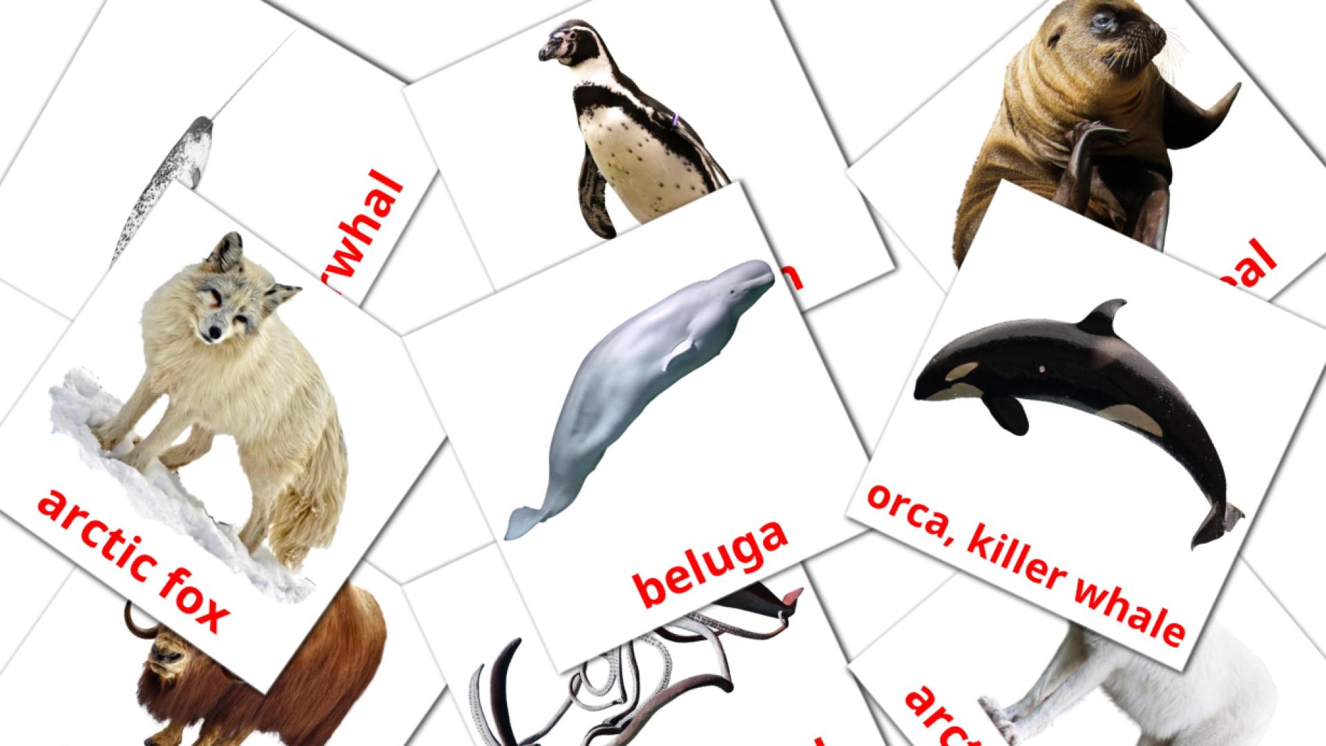 tarjetas didacticas de Animales del Ártico