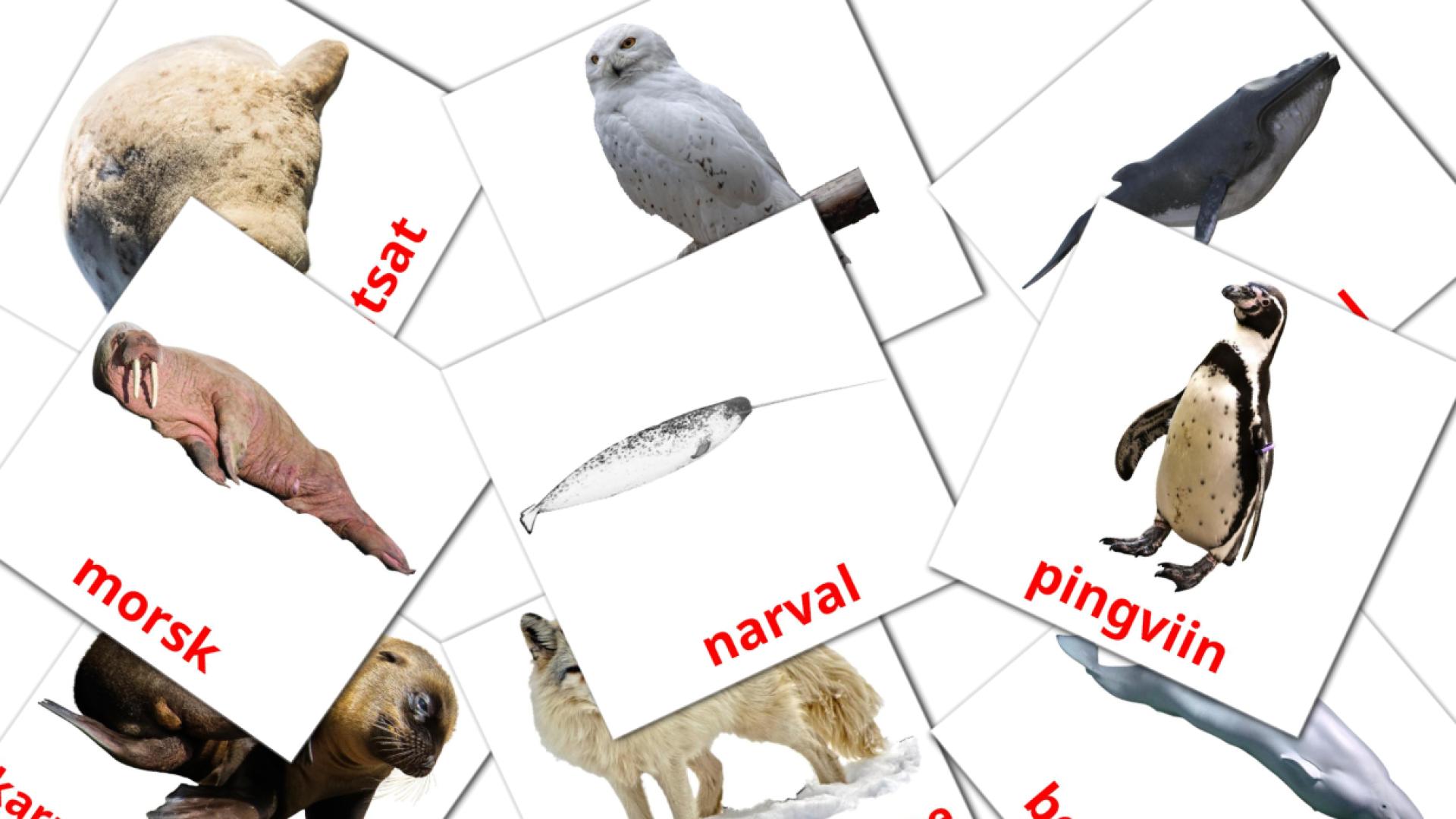 14 Bildkarten für Arktilised loomad