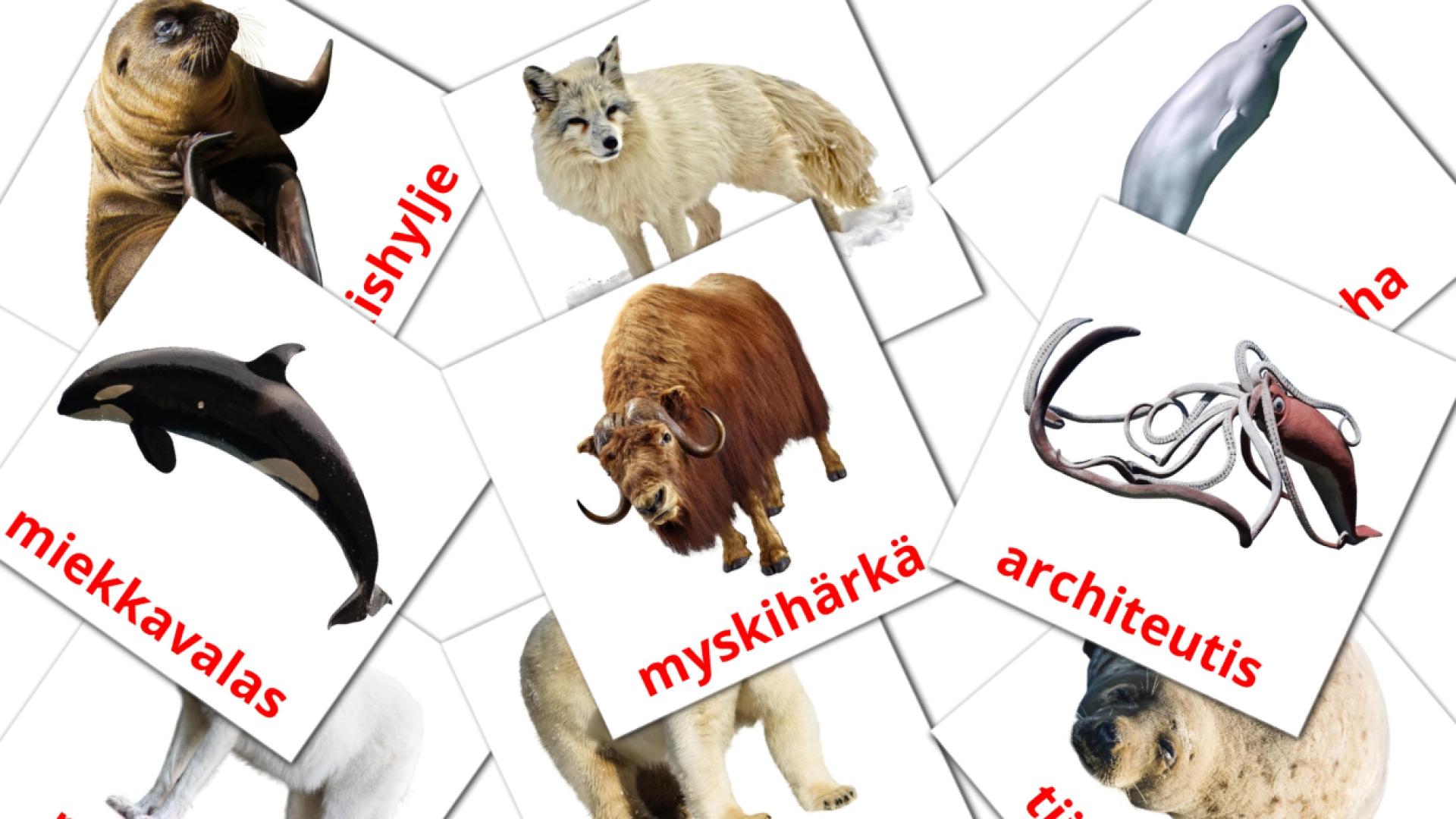 14 Карточки Домана arktisen alueen eläimet