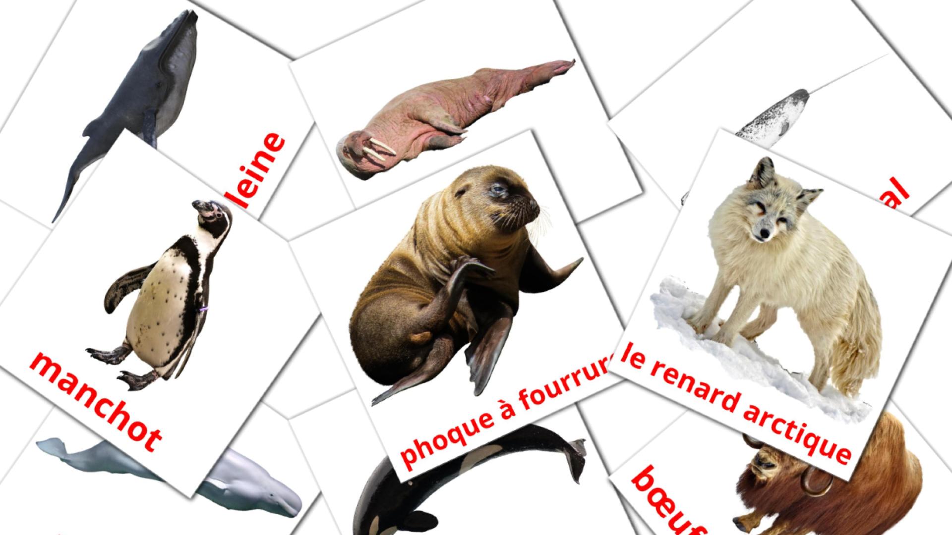 14 tarjetas didacticas de Les Animaux de l'Arctique