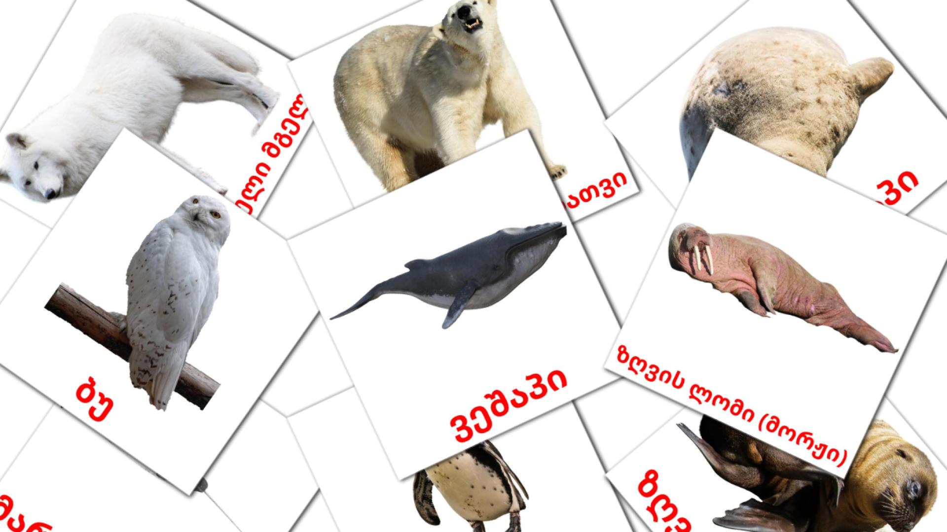 14 tarjetas didacticas de არქტიკული ცხოველები
