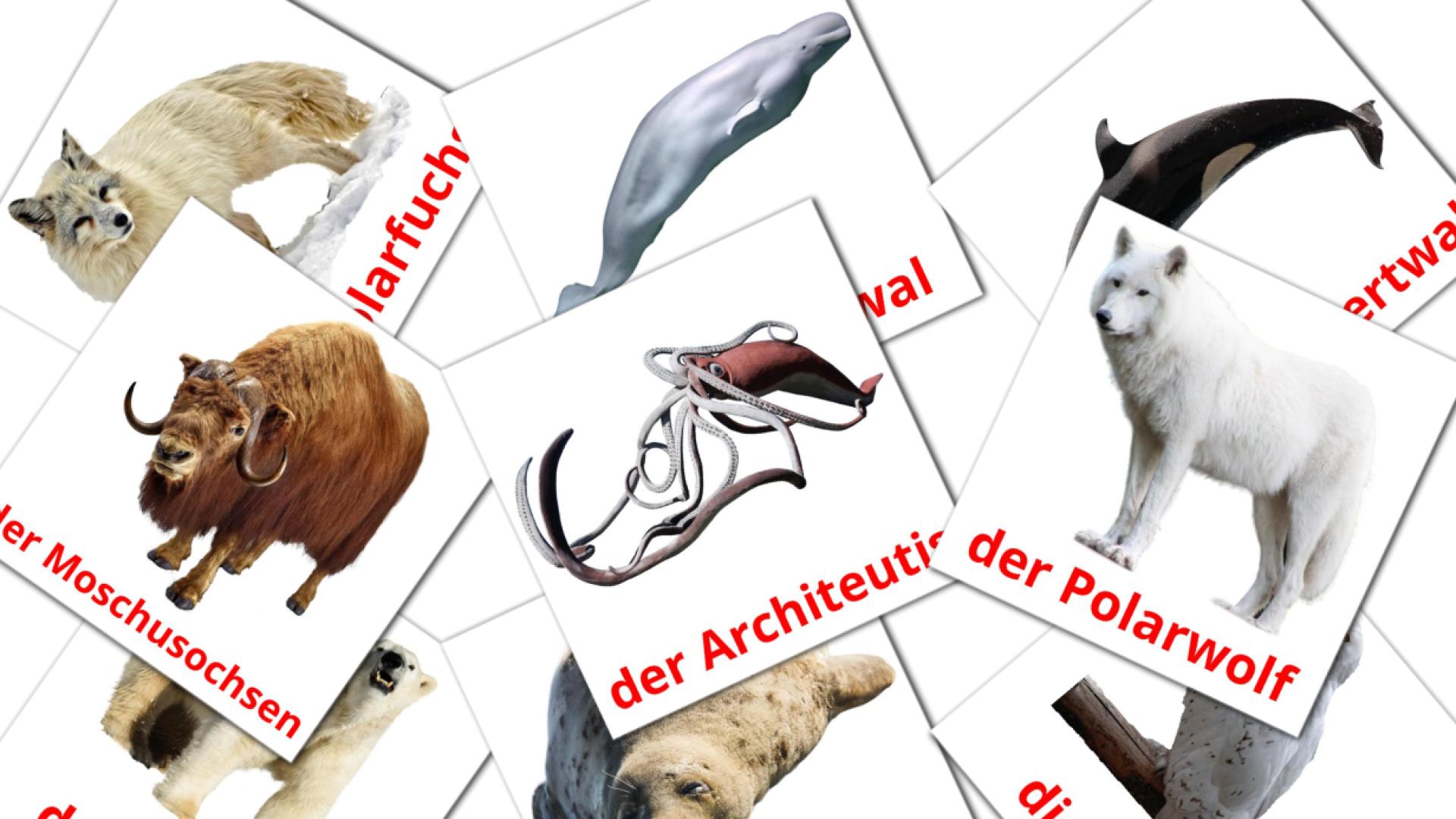 Animales del Ártico - tarjetas de vocabulario en alemán