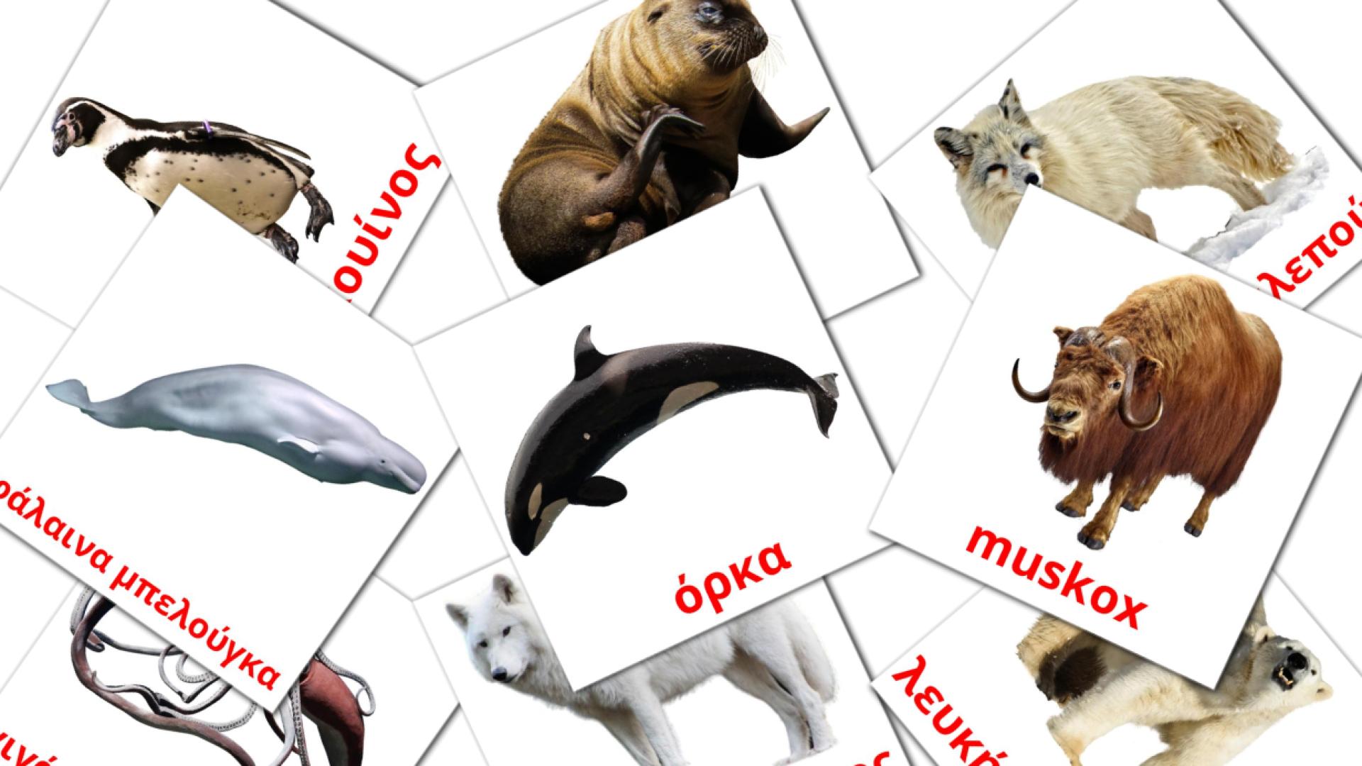14 Bildkarten für Αρκτικό ζώο