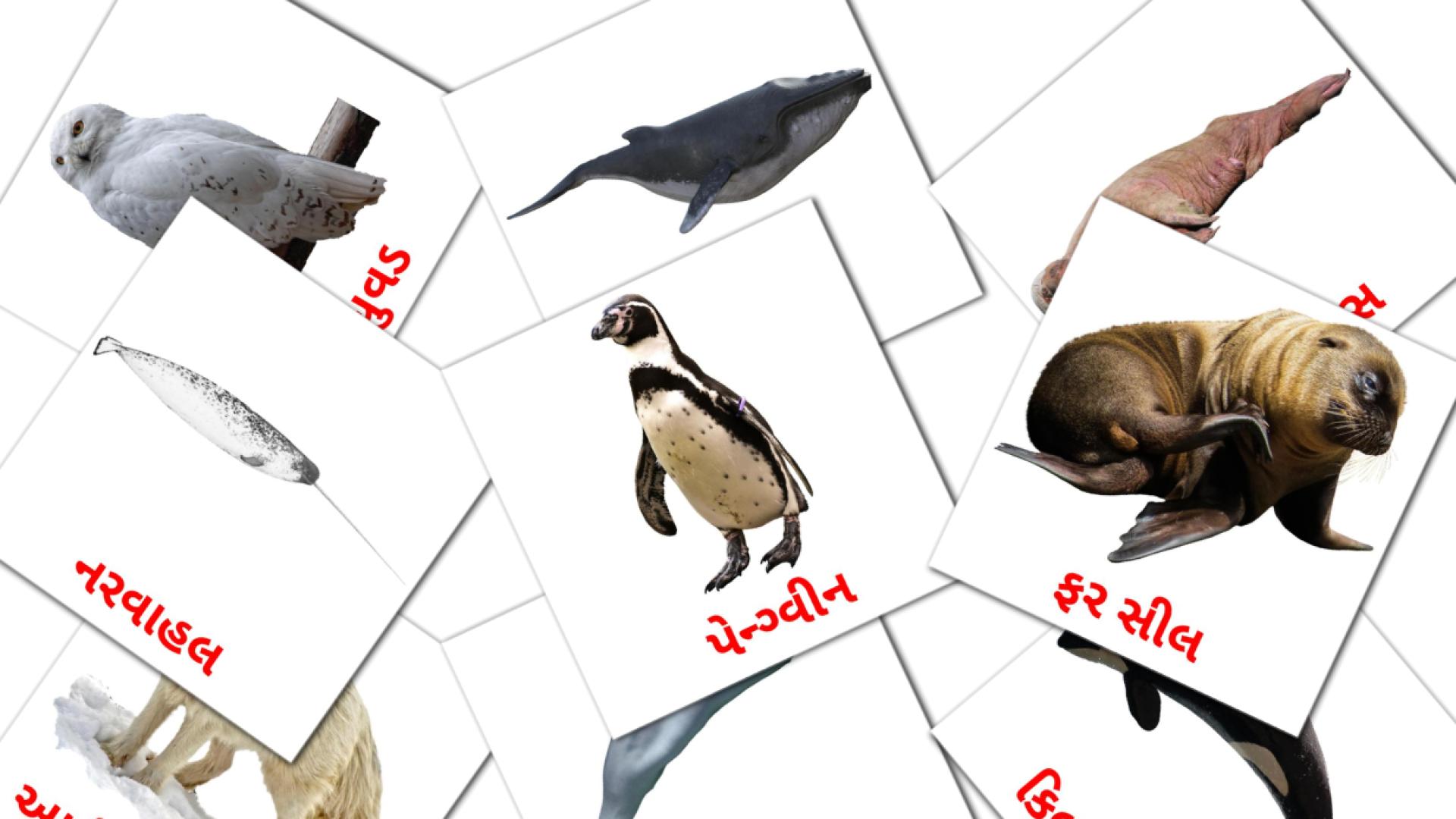 14 tarjetas didacticas de  આર્કટિક પ્રાણીઓ