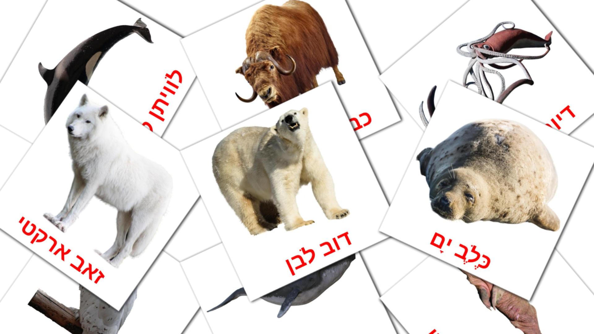14 Bildkarten für חיות ארקטיות