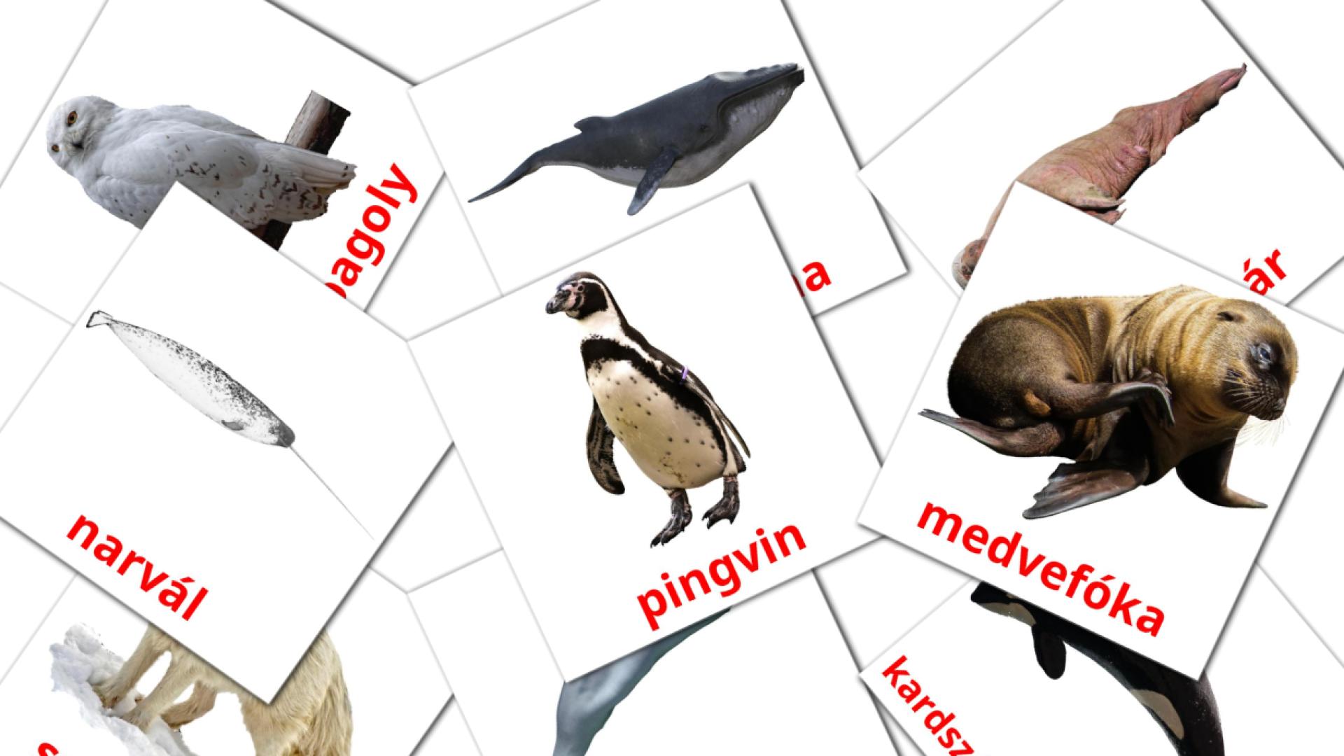 14 Flashcards de Sarkköri állatok