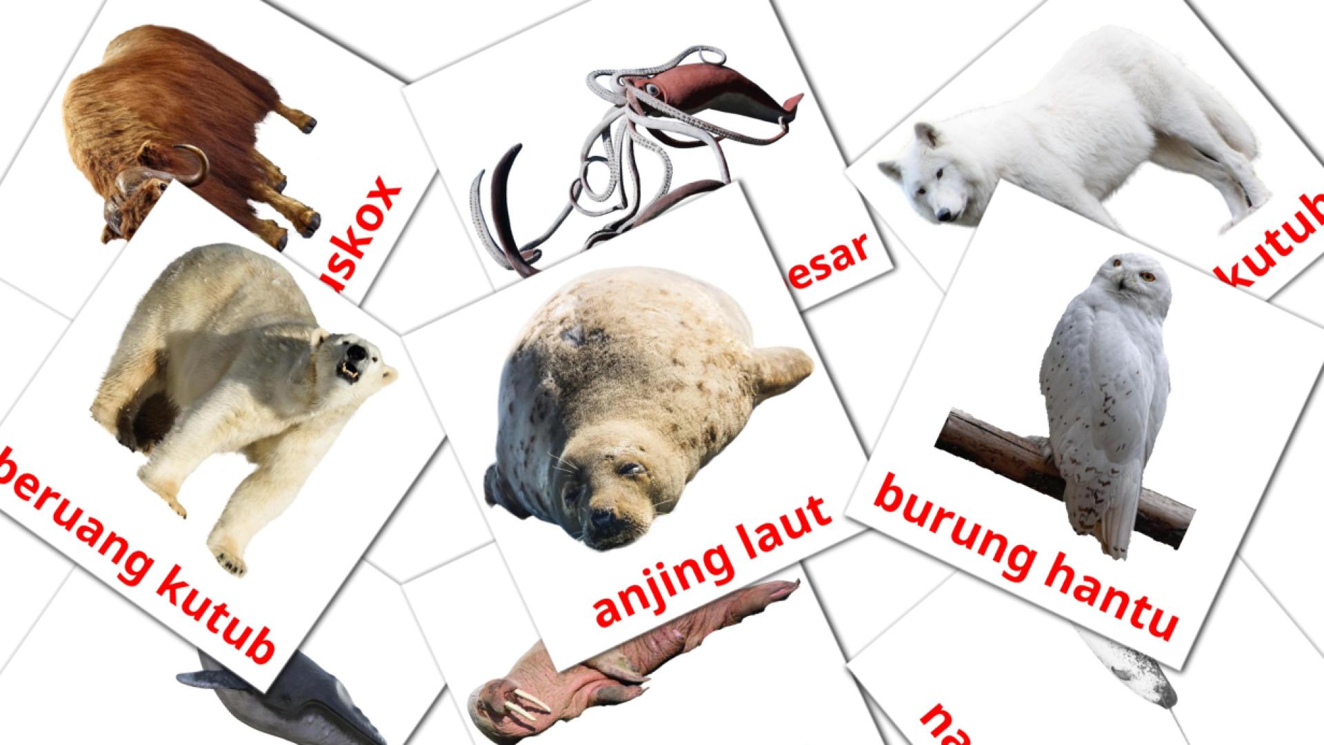 14 tarjetas didacticas de Binatang Kutub