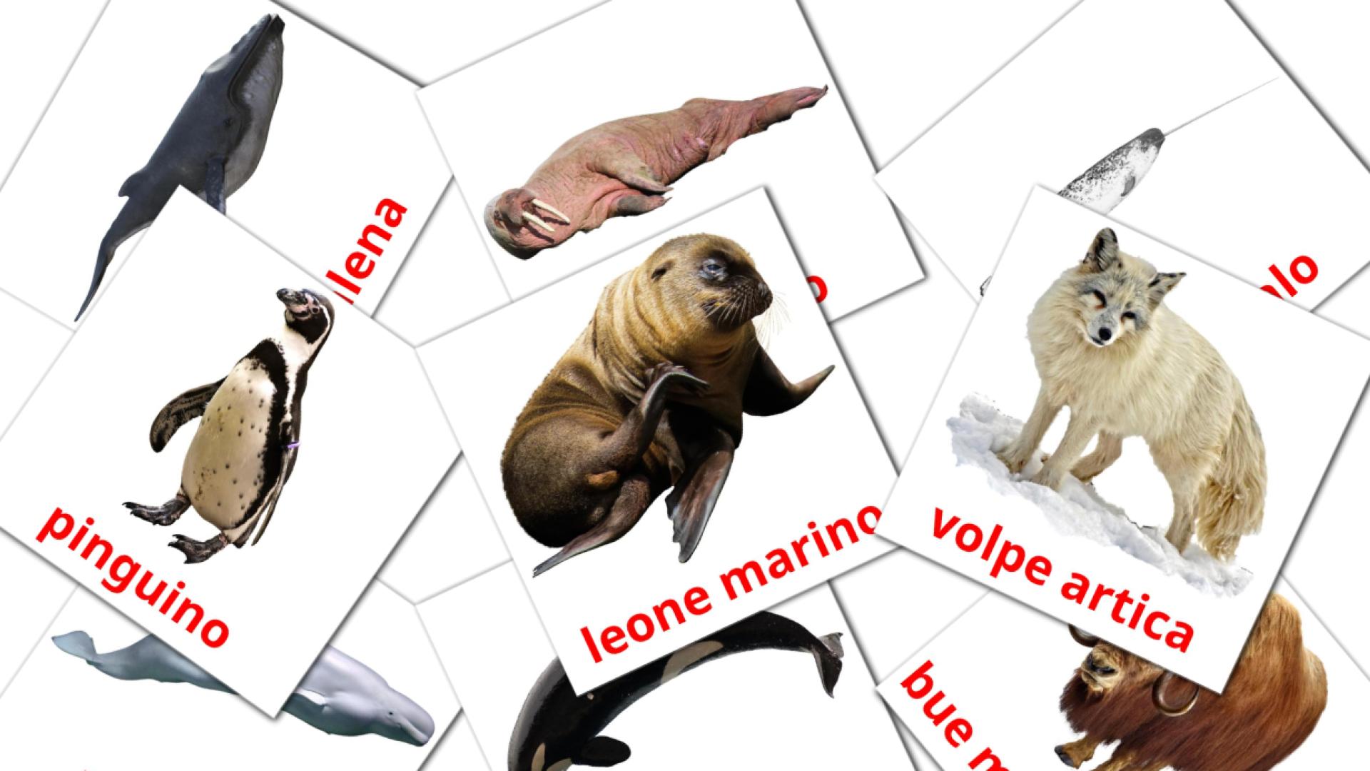 14 tarjetas didacticas de Animali artici