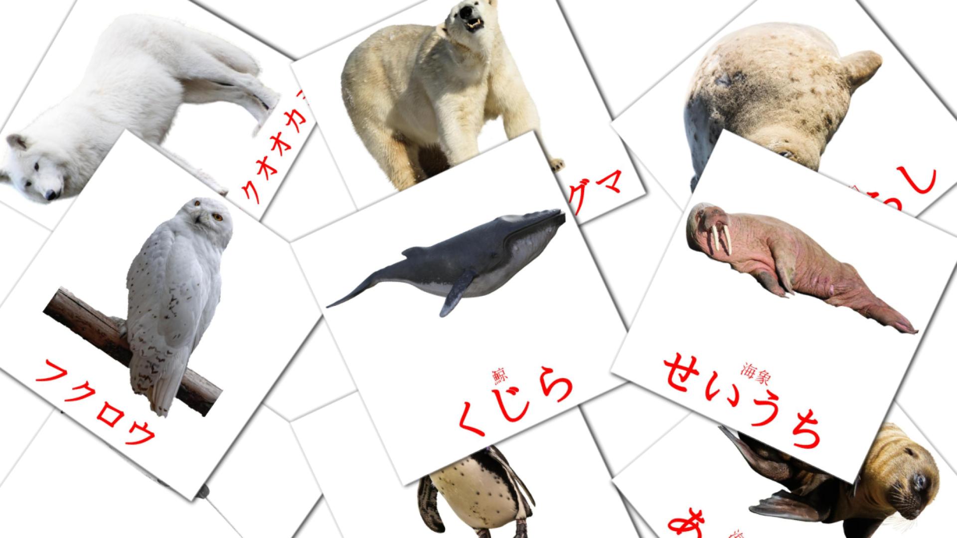 14 Flashcards de 北極の生き物