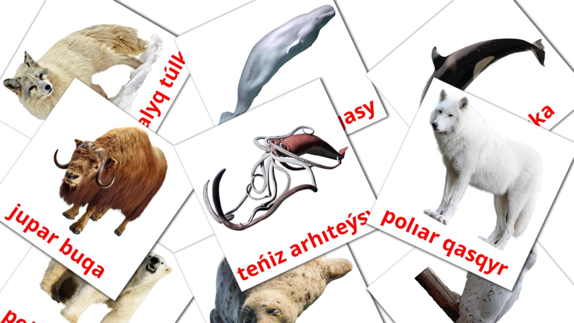 14 tarjetas didacticas de Arktıka janýarlary