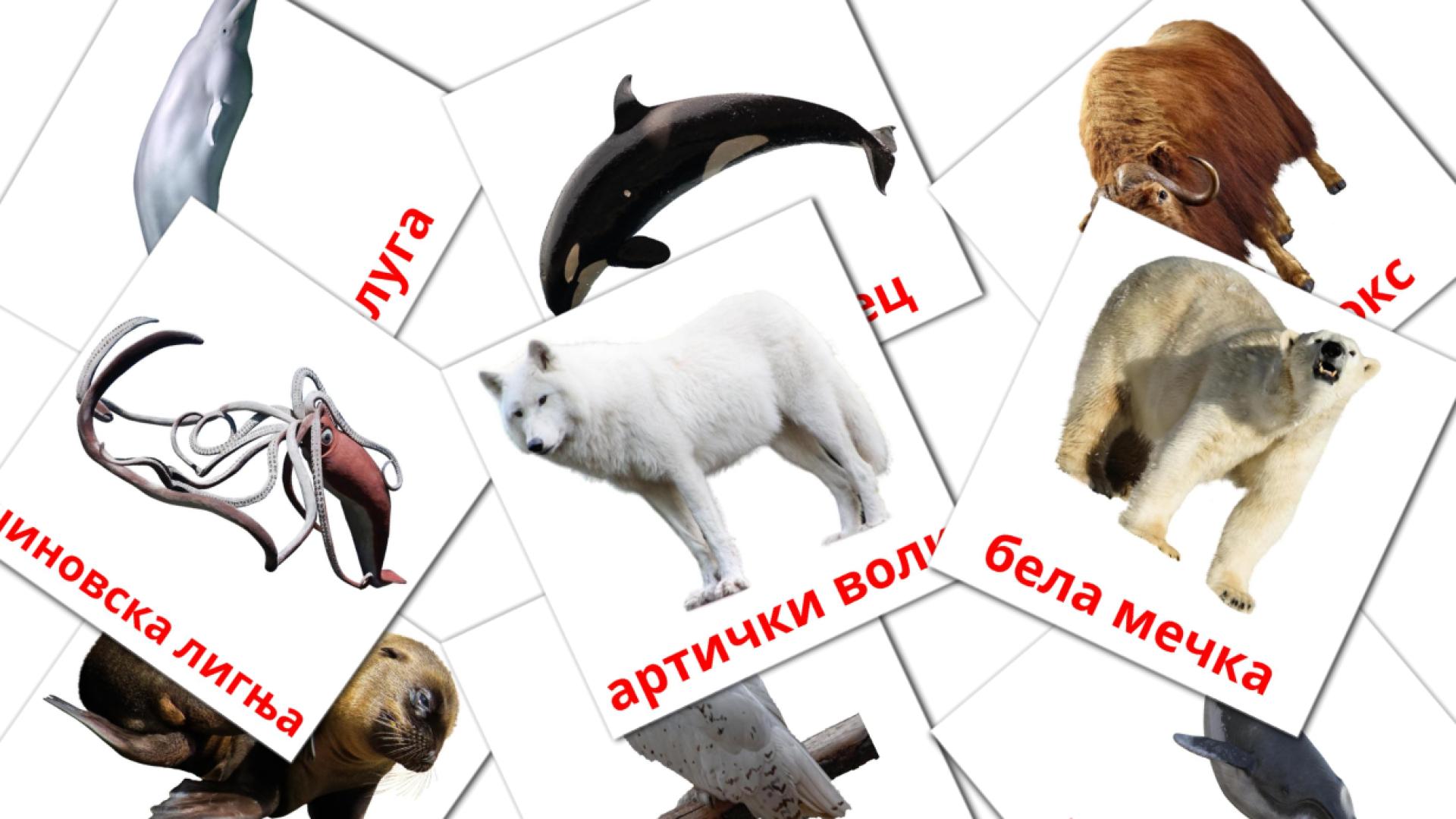 14 Bildkarten für Артички животни
