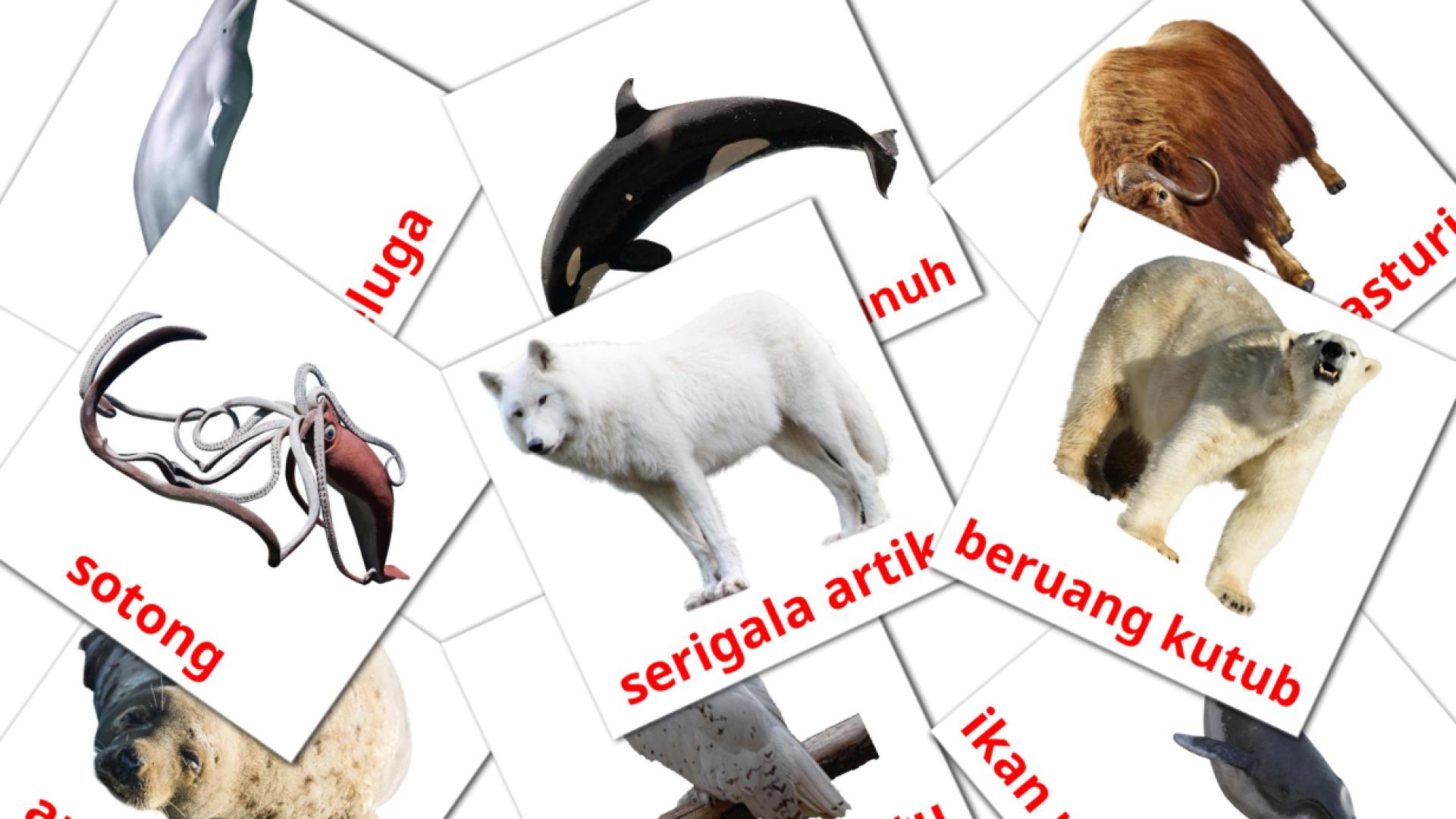 14 Bildkarten für Haiwan Arktik