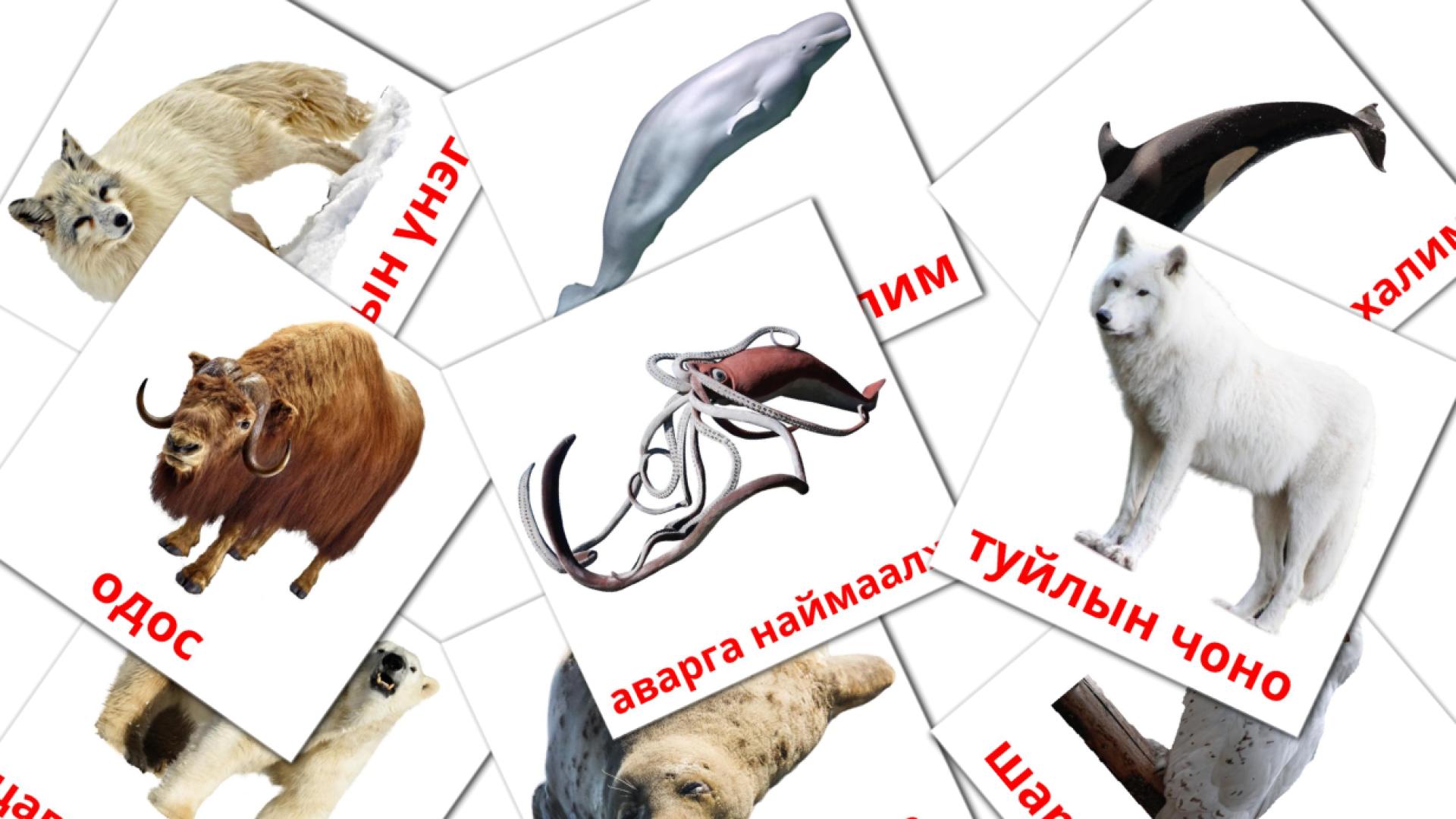 14 tarjetas didacticas de Арктикийн амьтад
