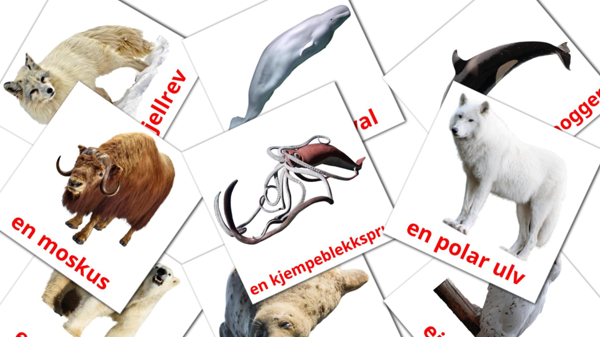 14 Bildkarten für Arktiske dyr