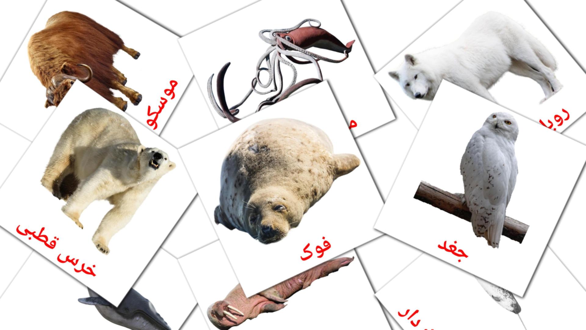 14 tarjetas didacticas de حیوانات قطب شمالی