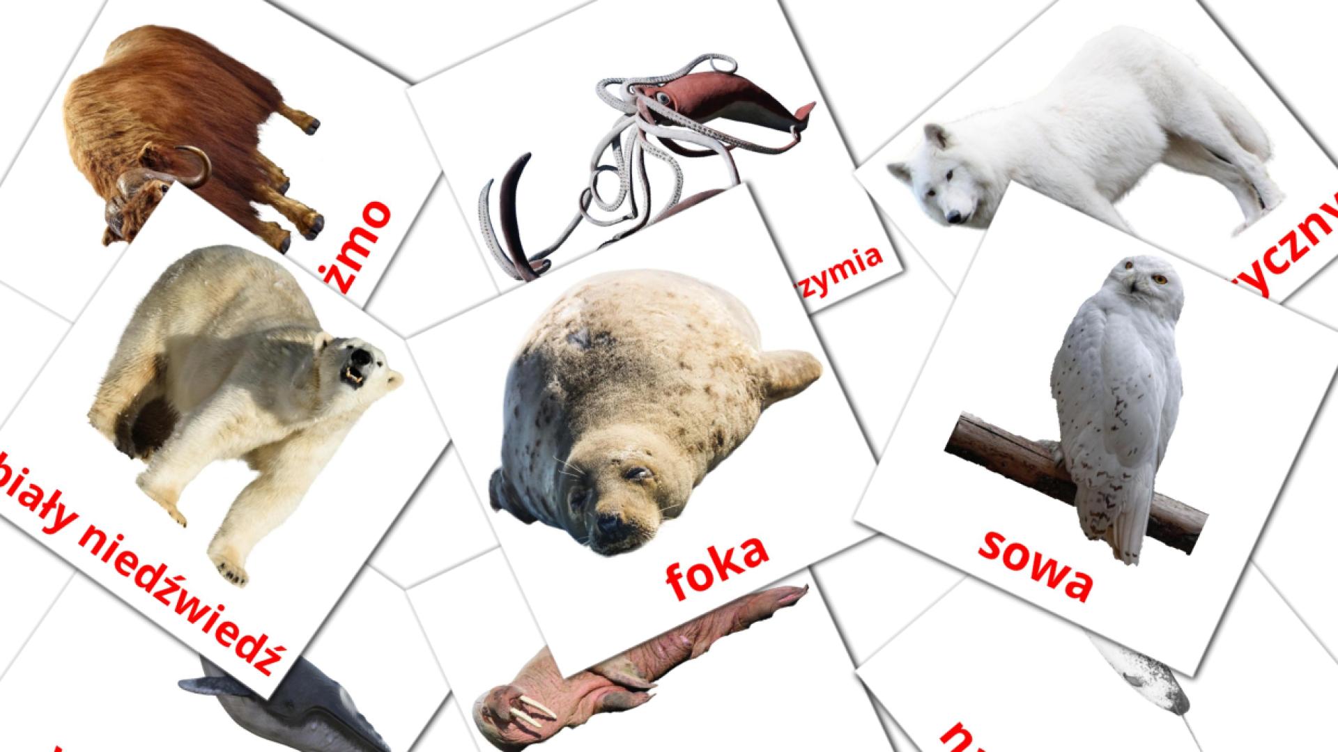 14 tarjetas didacticas de arktyczne zwierzęta