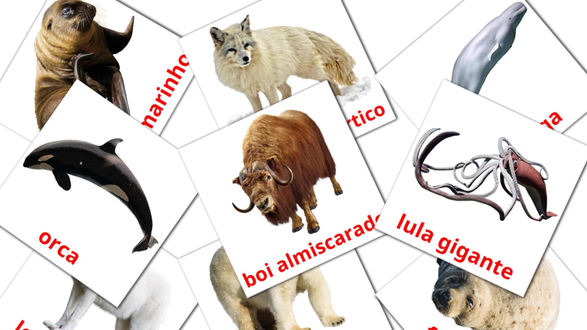 14 tarjetas didacticas de Animais do Ártico