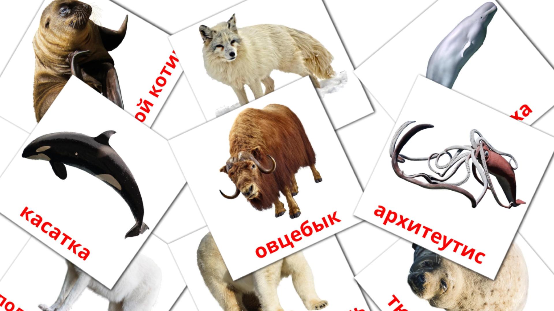 14 tarjetas didacticas de Животные арктики