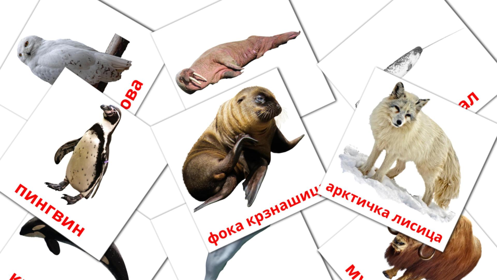 14 Bildkarten für Арктичке животиње