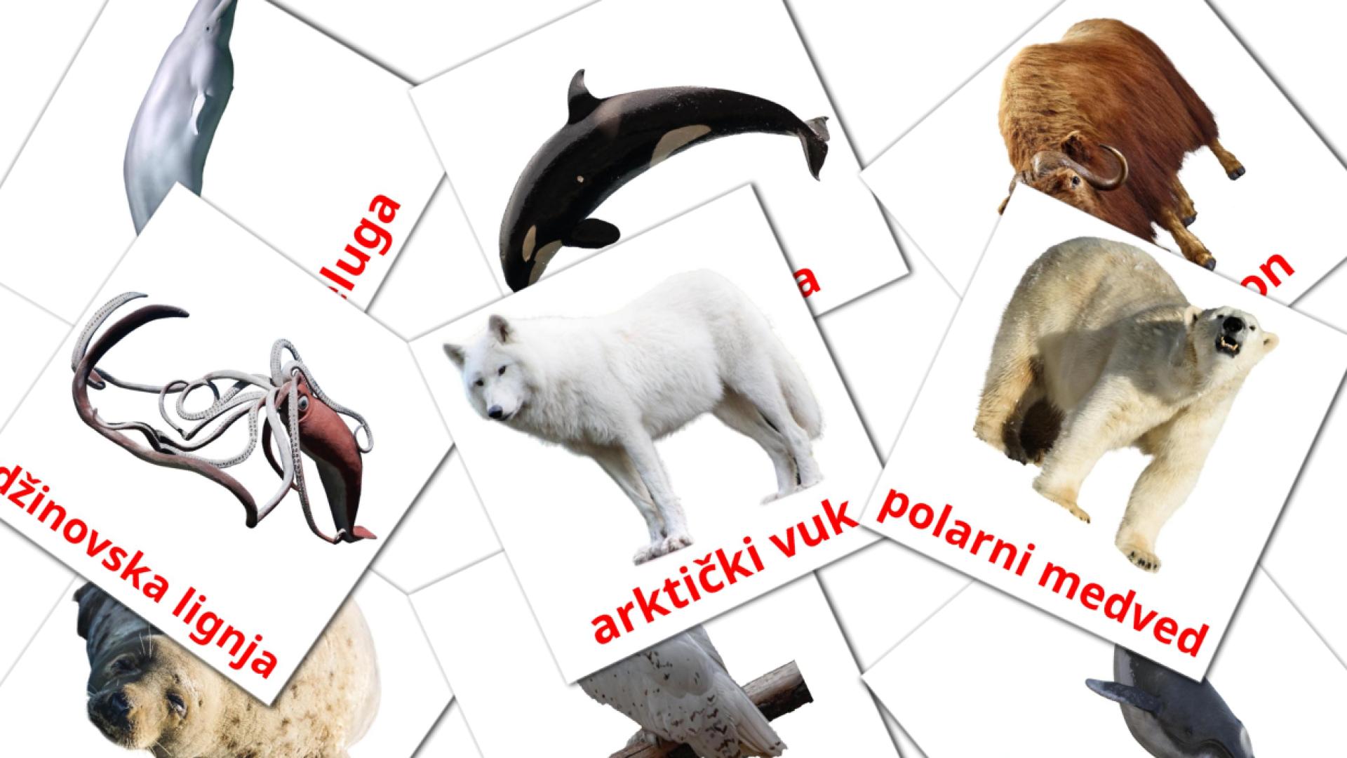14 tarjetas didacticas de Arktičke životinje
