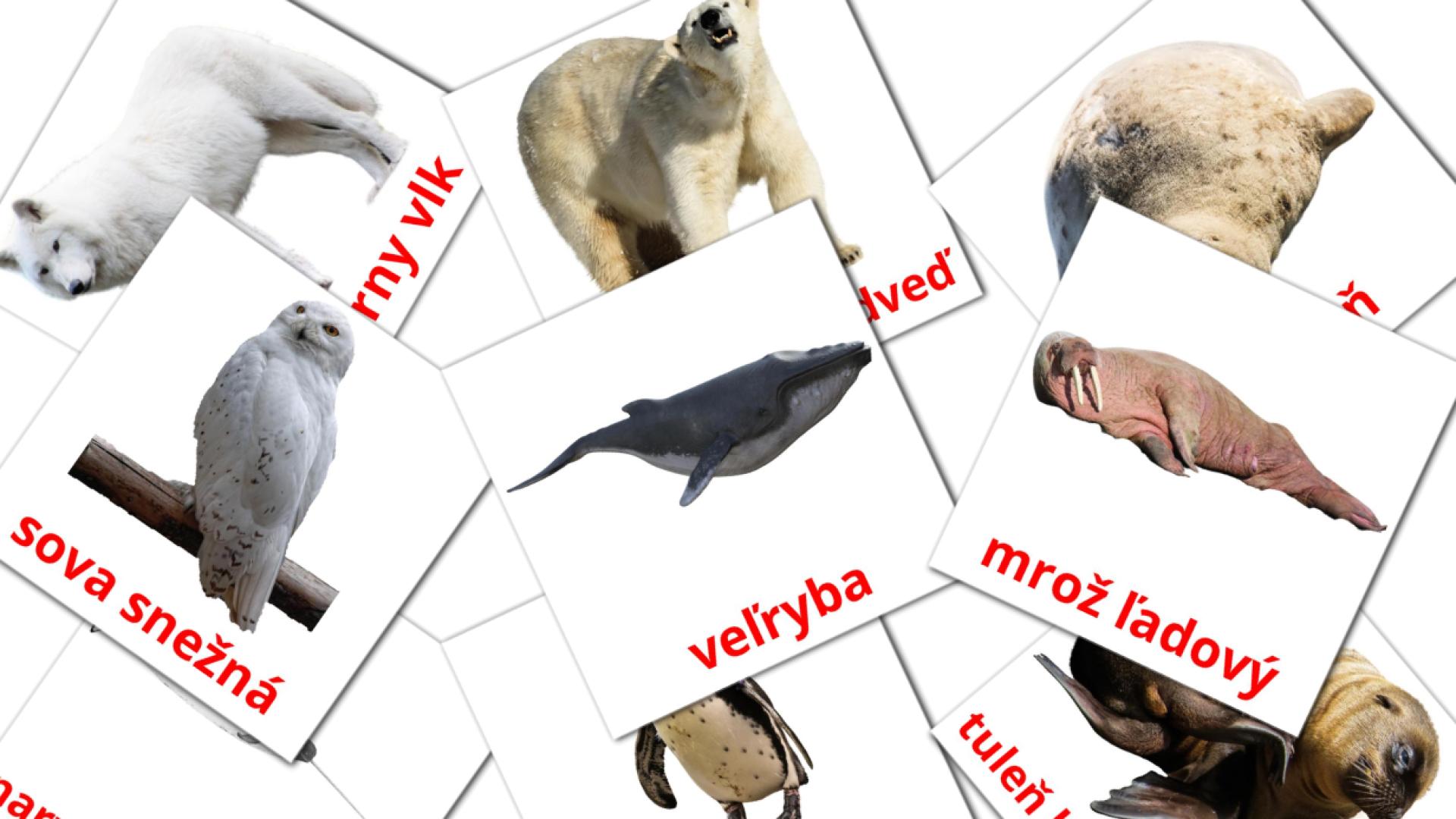14 Flashcards de Arktické zvieratá