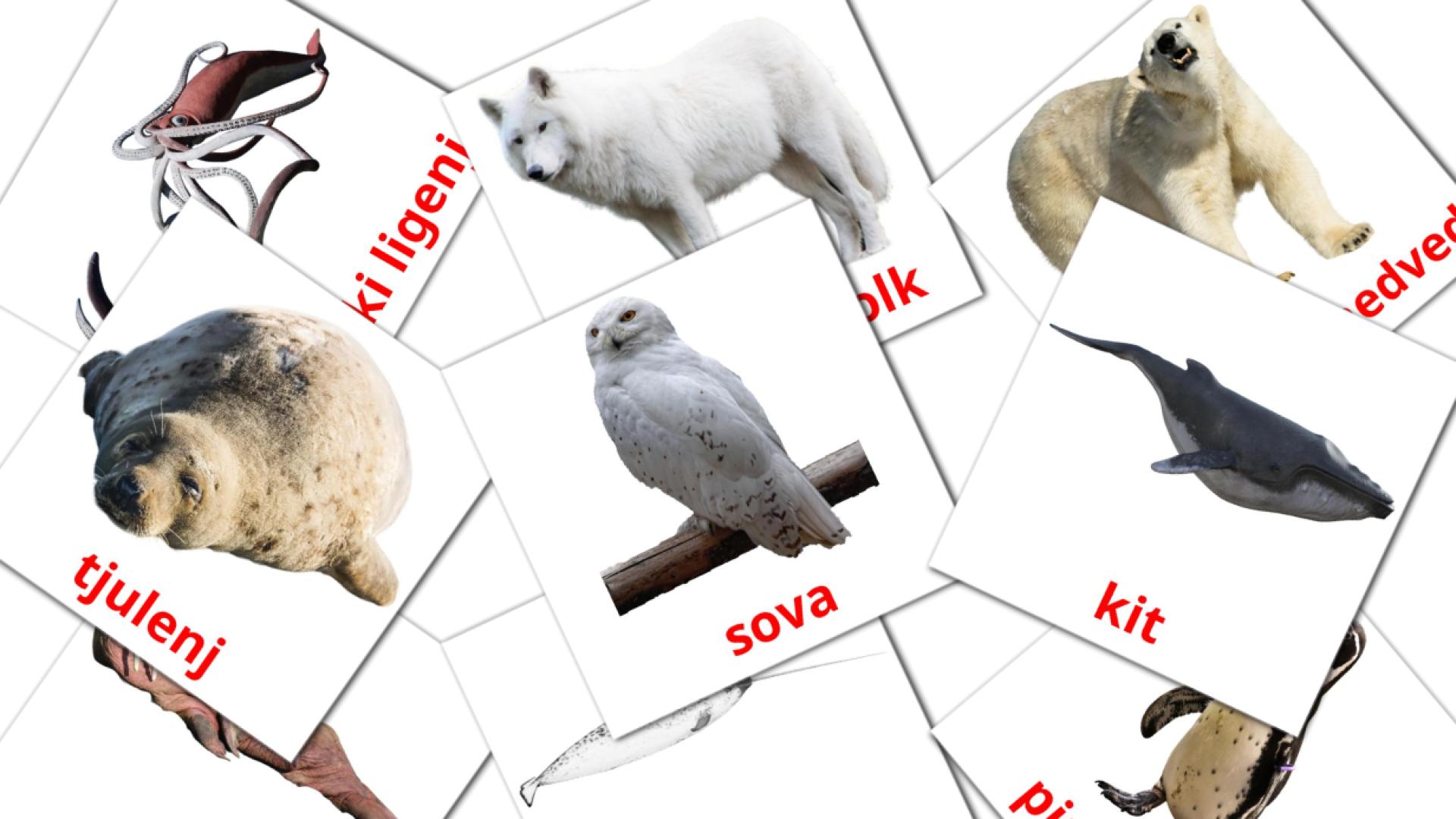 14 tarjetas didacticas de Arktične živali