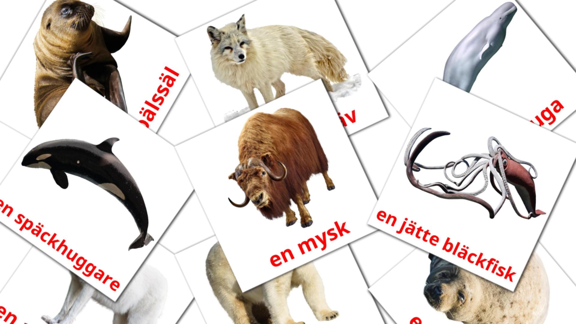 14 tarjetas didacticas de Arktiska djur