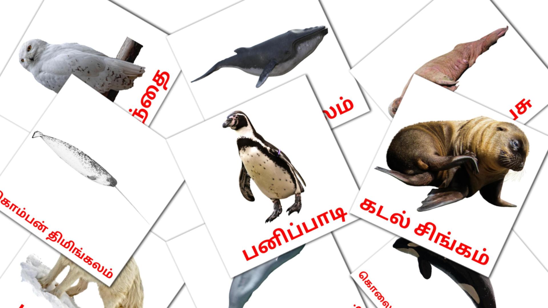 14 Bildkarten für பனி வாழ் விலங்குகள்