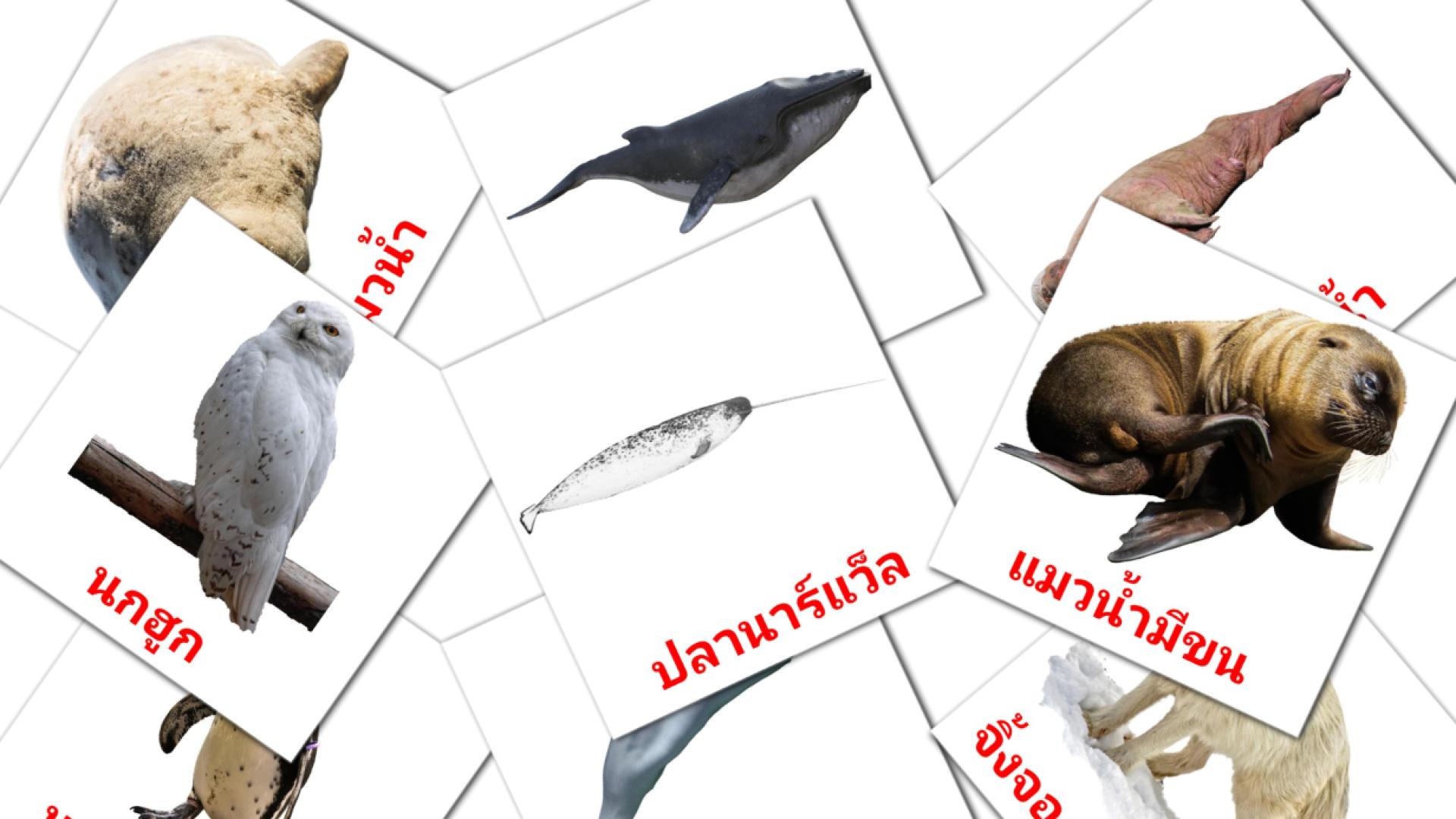 14 Bildkarten für สัตว์อาร์กดิก