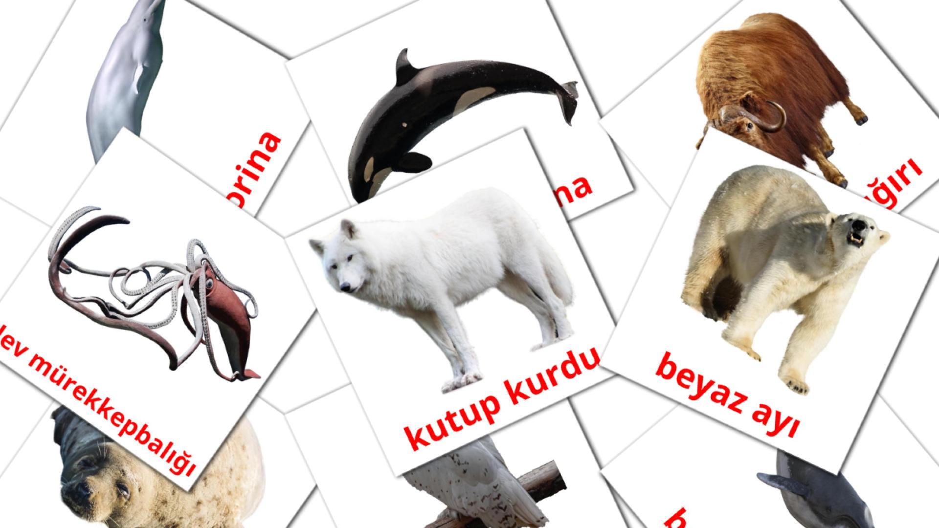 14 Bildkarten für Arktik hayvanlar