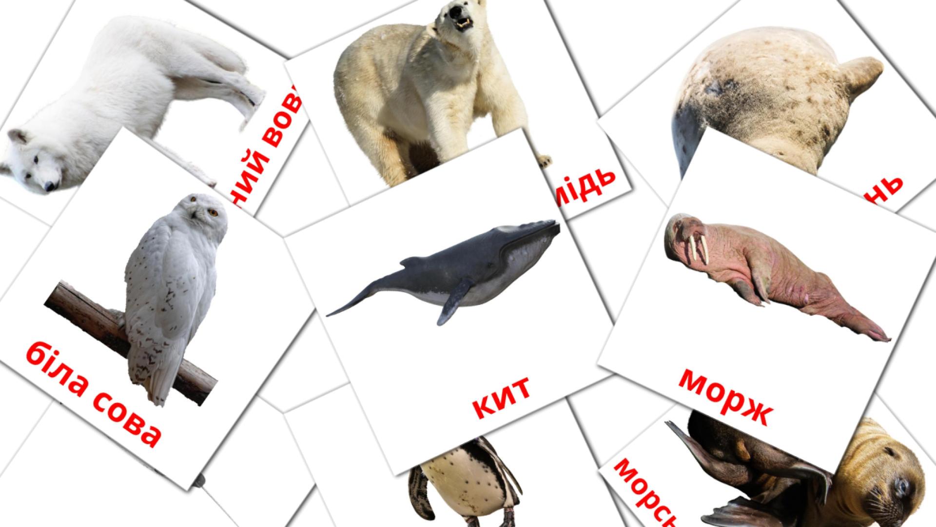 14 tarjetas didacticas de Тварини арктики