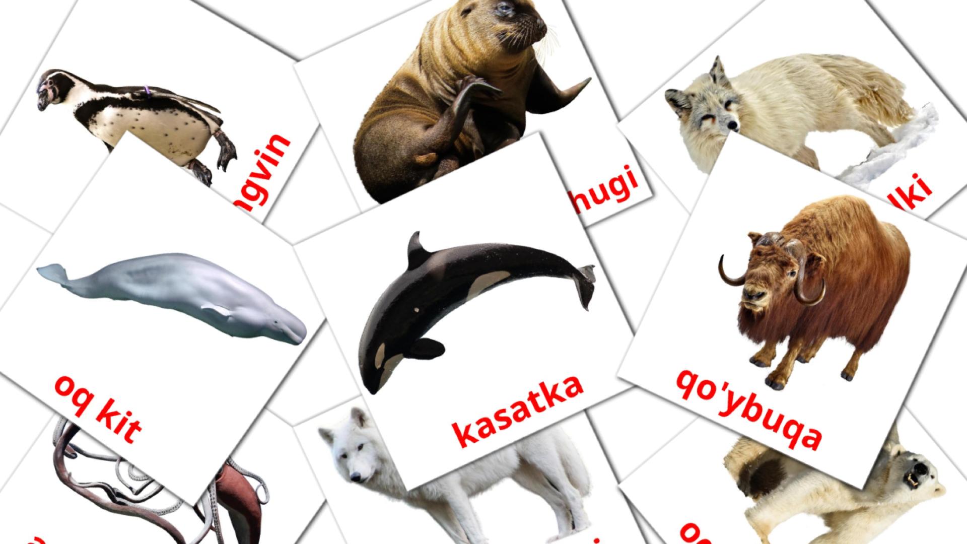 14 flashcards di Arktika jonivorlari