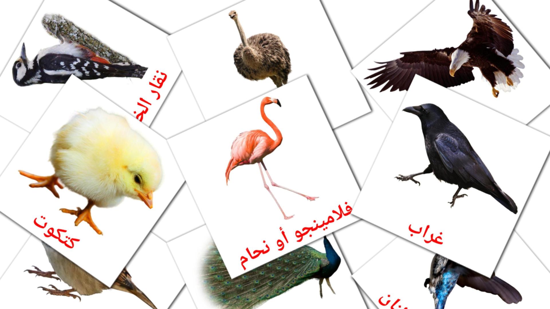 رويط Vocabulário em árabe Flashcards