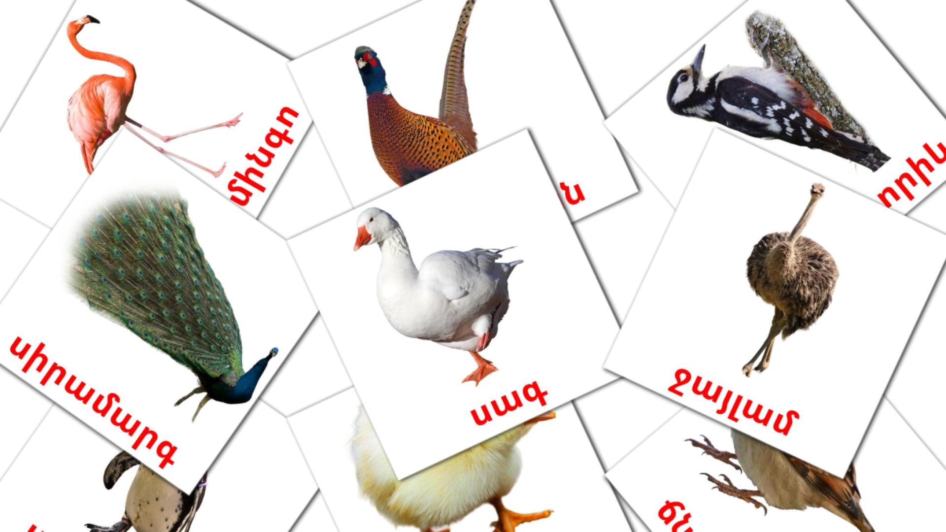 Թռչուններ Vocabulário em armênio Flashcards