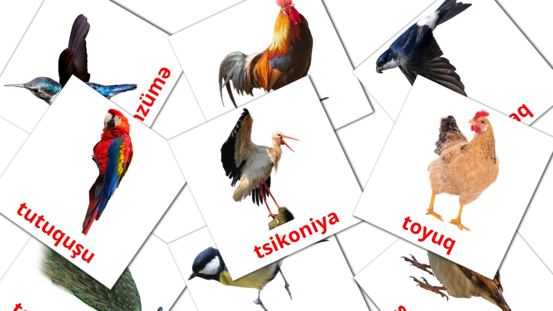 Quşlar azerbeidzjaans woordenschat flashcards