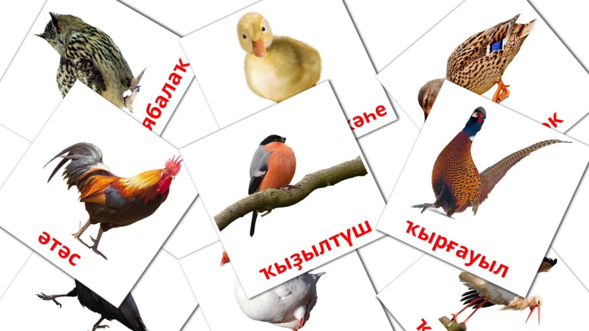 Ҡоштар bashkir woordenschat flashcards