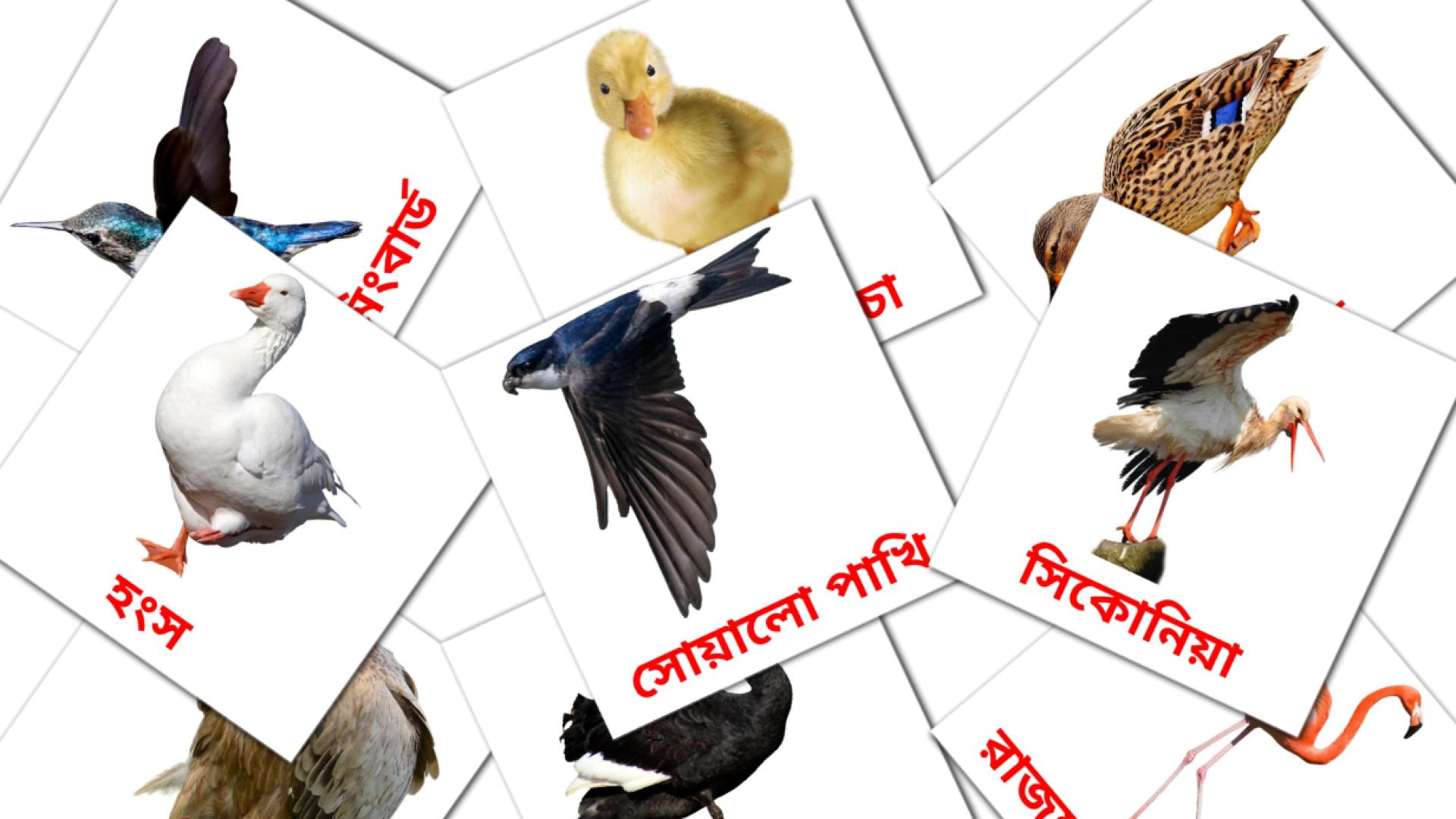 পাখি Vocabulário em bengali Flashcards