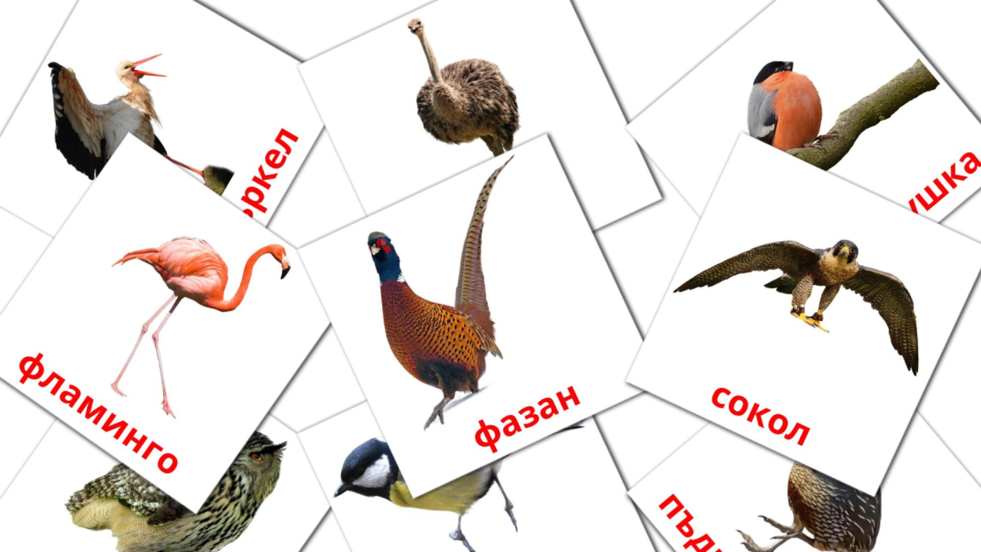 29 tarjetas didacticas de Птици