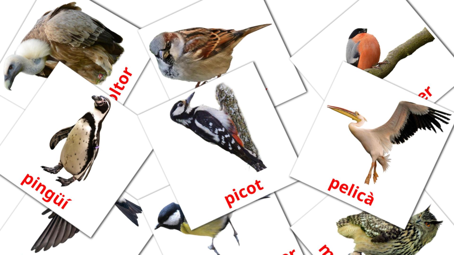 catalán tarjetas de vocabulario en Ocells