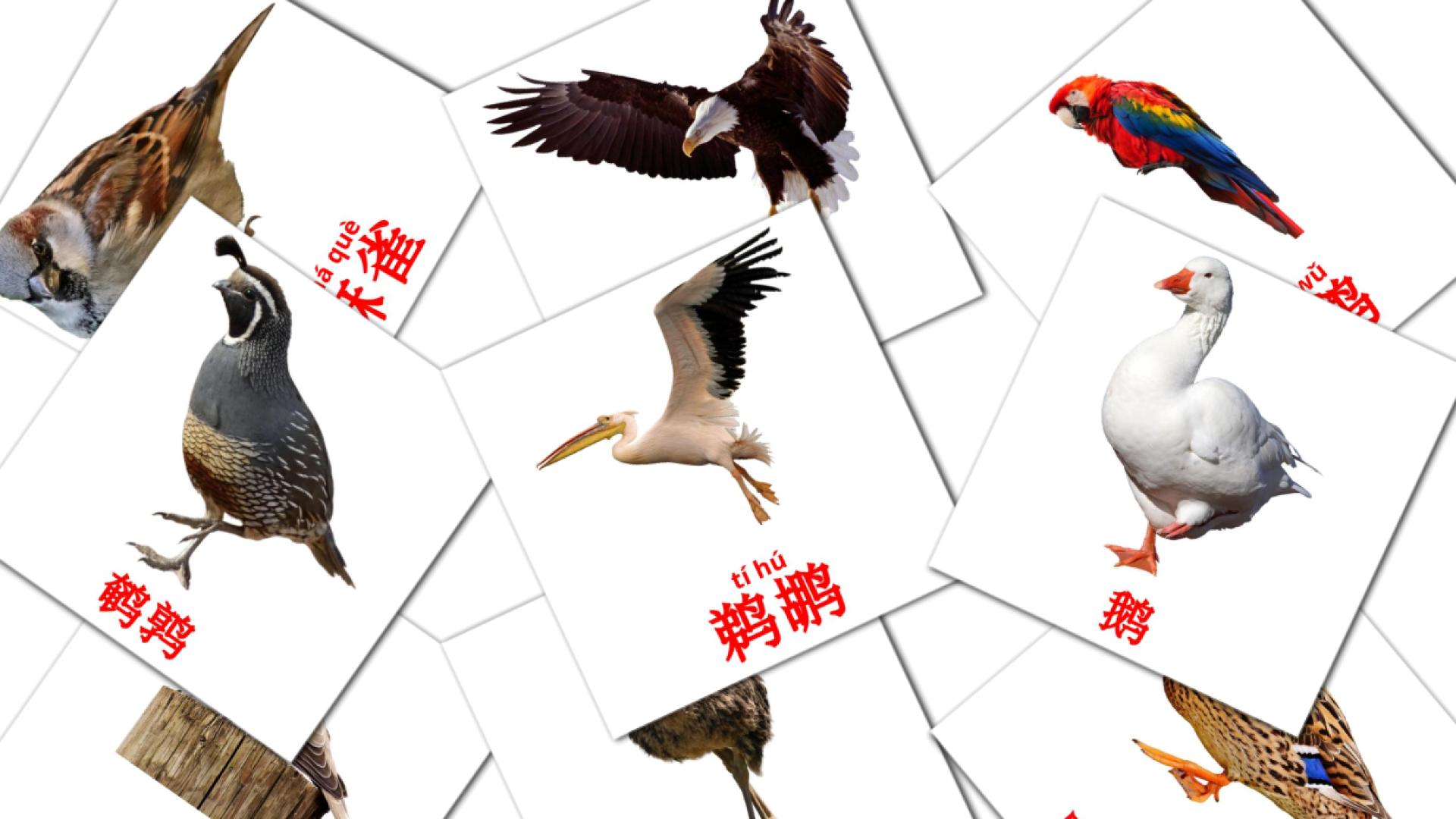 鸟类 Vocabulário em chinês(simplificado) Flashcards