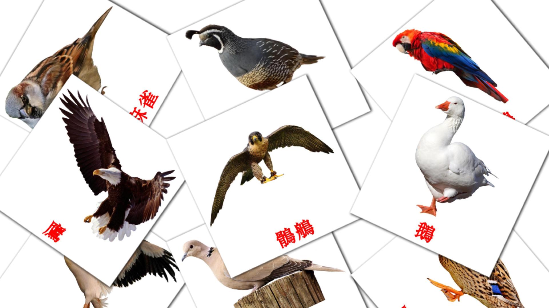 鳥兒 Vocabulário em chinês(tradicional) Flashcards