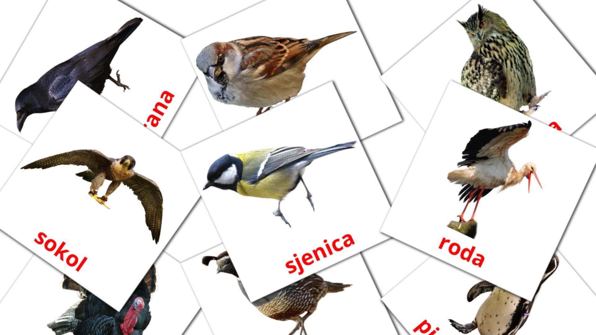 29 tarjetas didacticas de ptice