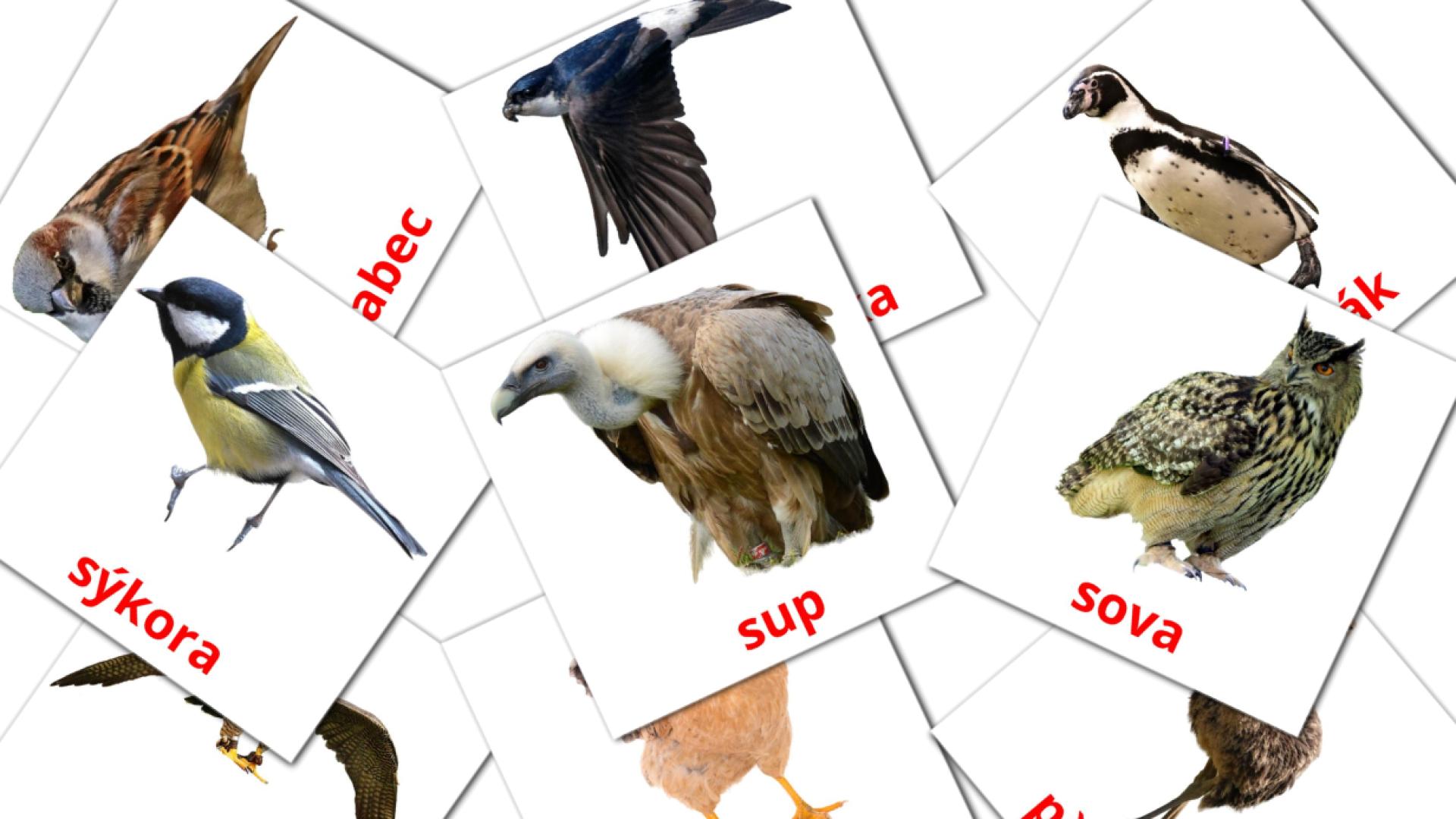Ptáci Vocabulário em czech Flashcards