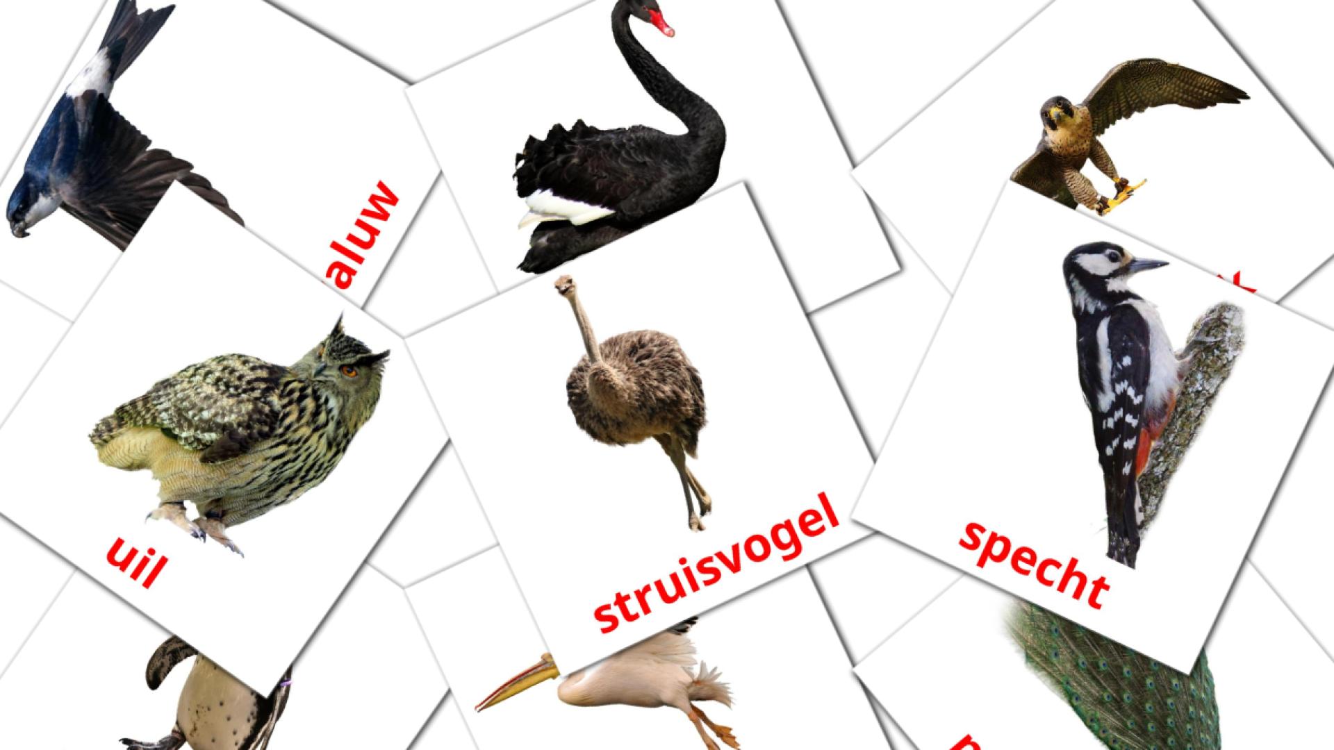 Vogels somalische woordenschat flashcards